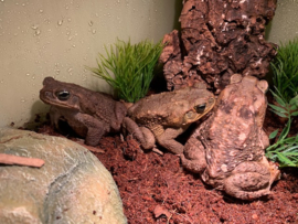 Reuzenpad (Rhinella Marina)  €80,-