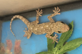 Marmergekko / Christinus Marmoratus v.a. €20,-