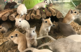 Mongoolse Gerbil (Woestijnrat) €15,-