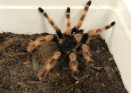 Nhandu Coloratovillosus v.a. €65,-