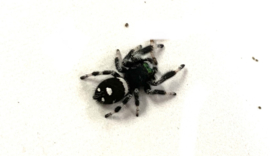 Spingspin / Jumping Spider - Phidippus Regius v.a. €25,-  (vanaf prijs i.v.m. formaat dier)