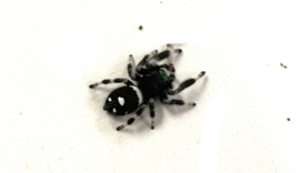 Spingspin / Jumping Spider - Phidippus Regius v.a. €25,-