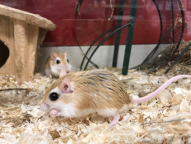 Cheesman’s Gerbil (gerbillus cheesmani) v.a. €25,-