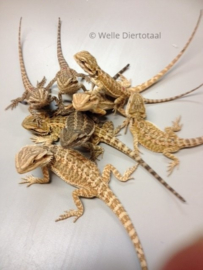 Baardagaam (Pogona vitticeps) v.a. €35,-