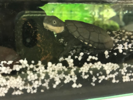 Afrikaanse Moerasschildpad (Pelomedusa Subrufa) v.a. €25,-