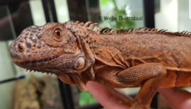 Rode leguaan (Iguana Iguana) v.a. €75,-