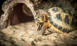 Vierteenlandschildpad (Testudo horsfieldii)