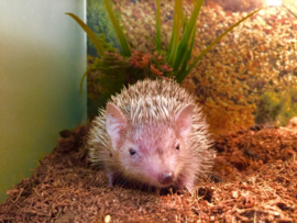 Kleine Tenrec Egel v.a. €100,-