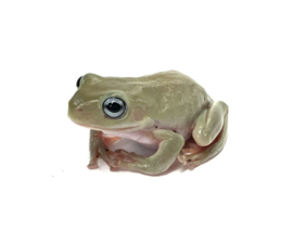 Koraalteenboomkikker Blue Eyes (Litoria Caerulea) v.a. €65,-