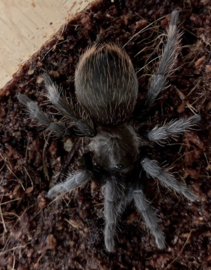 Brachypelma Epicureanum v.a. €30,-