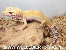 Luipaardgekko (Eublepharis Macularius) v.a. €45,-