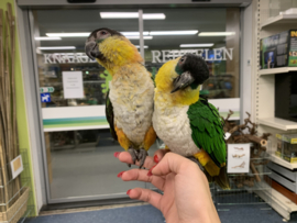Caique €600,-