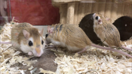 Cheesman’s Gerbil (gerbillus cheesmani) v.a. €25,-