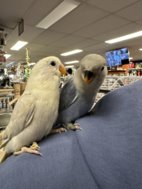 Agapornis Roseicollis | Agapornis Personata €25,-