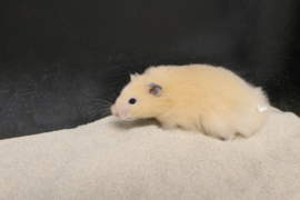 Syrische Hamster Langharig (Goudhamster Langharig) €15,-