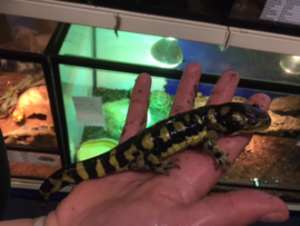 Gele tijger salamander (Ambystoma tigrinum) v.a. €50,-