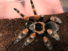 Mexicaanse roodknievogelspin (Brachypelma Hamori (Voorheen Brachypelma Smithi) v.a. €30,-