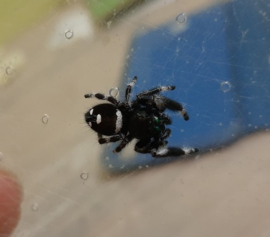 Spingspin / Jumping Spider - Phidippus Regius v.a. €25,-  (vanaf prijs i.v.m. formaat dier)