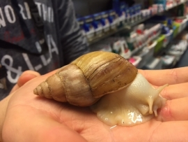 Witte Reuzenslak (Achatina fulica jadatzi) v.a. €15,-