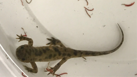 Ribbensalamander (Pleurodeles Poireti) v.a. €10,-