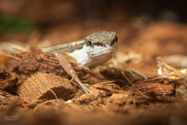 Langstaarthagedis (Takydromus Sexlineatus) v.a. €20,-