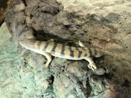 Apothekersskink (Scincus Scincus)(Sandfish) v.a. €25,-