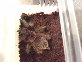 Krulhaar Vogelspin (Brachypelma Albopilosum) v.a. €20,-