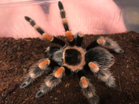 Mexicaanse roodknievogelspin (Brachypelma Hamori (Voorheen Brachypelma Smithi) v.a. €30,-