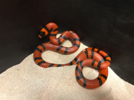 Koningsslang (Lampropeltis Triangulum Hondurensis Tangerine) v.a. €45,-