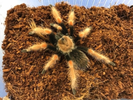 Mexicaanse Roodpootvogelspin (Brachypelma Boehmei) v.a. €30,-