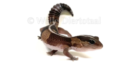 Vetstaartgekko (Hemitheconyx Caudicinctus) v.a. €27,50