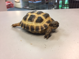 Vierteenlandschildpad (Testudo horsfieldii)