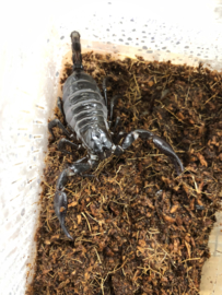 Thaise bosschorpioen (Heterometrus Spinifer) v.a. €15,-