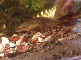 Groene watersalamander (Notopthalmus Viridescens) v.a. €15,-