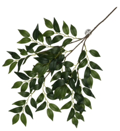 Hangende Plant Banyan Groen