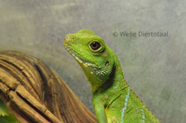 Wateragaam (Physignathus Cocincinus) v.a. €50,-