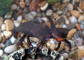 Chinese vuurbuiksalamander (Cynops Orientalis) v.a. €9,50