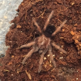 Mexicaanse Roodscheenvogelspin (Brachypelma Emilia) v.a. €30,-