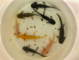 Axolotl / Ambystoma Melanisme v.a. €20,-