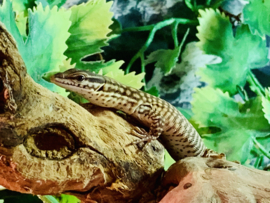 Stekelstaartvaraan (Varanus Acanthurus) v.a. €250,-