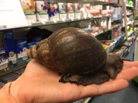 Reuzenslak (Achatina Fulica/ Achatina Purpurea) XXL v.a. €25,-