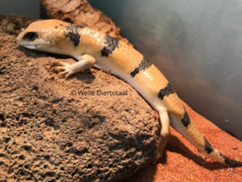 Nachtskink (Scincopus Fasciatus) v.a. €120,-