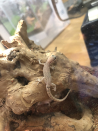 Microgekko (Tropiocolotes Steudneri) v.a. €15,-