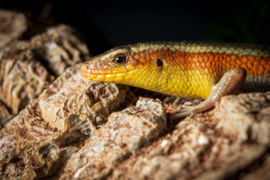 Eutropis Multifasciata / Veelstreepskink v.a. €25,00