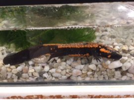Laos salamander (Laotriton Laoensis) 