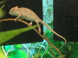 Jemen kameleon (Chamaeleo Calyptratus) v.a. €65,-