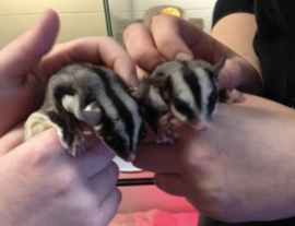 Wildkleur Sugar Glider  / Suikereekhoorn / Petaurus Breviceps v.a. €150,-