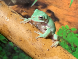 Koraalteenboomkikker (Litoria Caerulea) v.a. €20,-