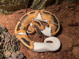 Python Regius, Piebald, Pied