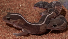 Vetstaartgekko (Hemitheconyx Caudicinctus) €80,-